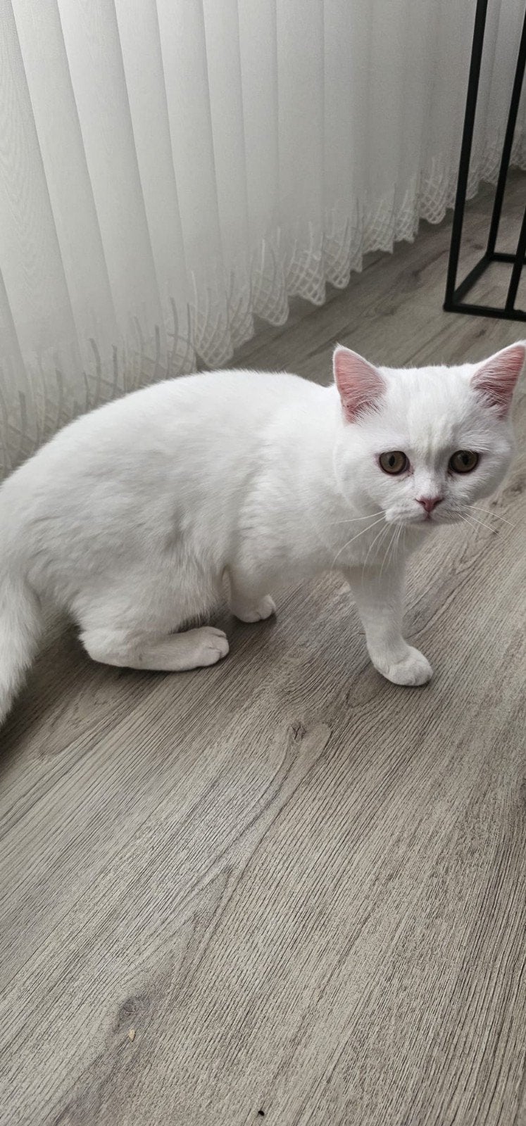 vrouwelijk kitten, 6 maanden oud.