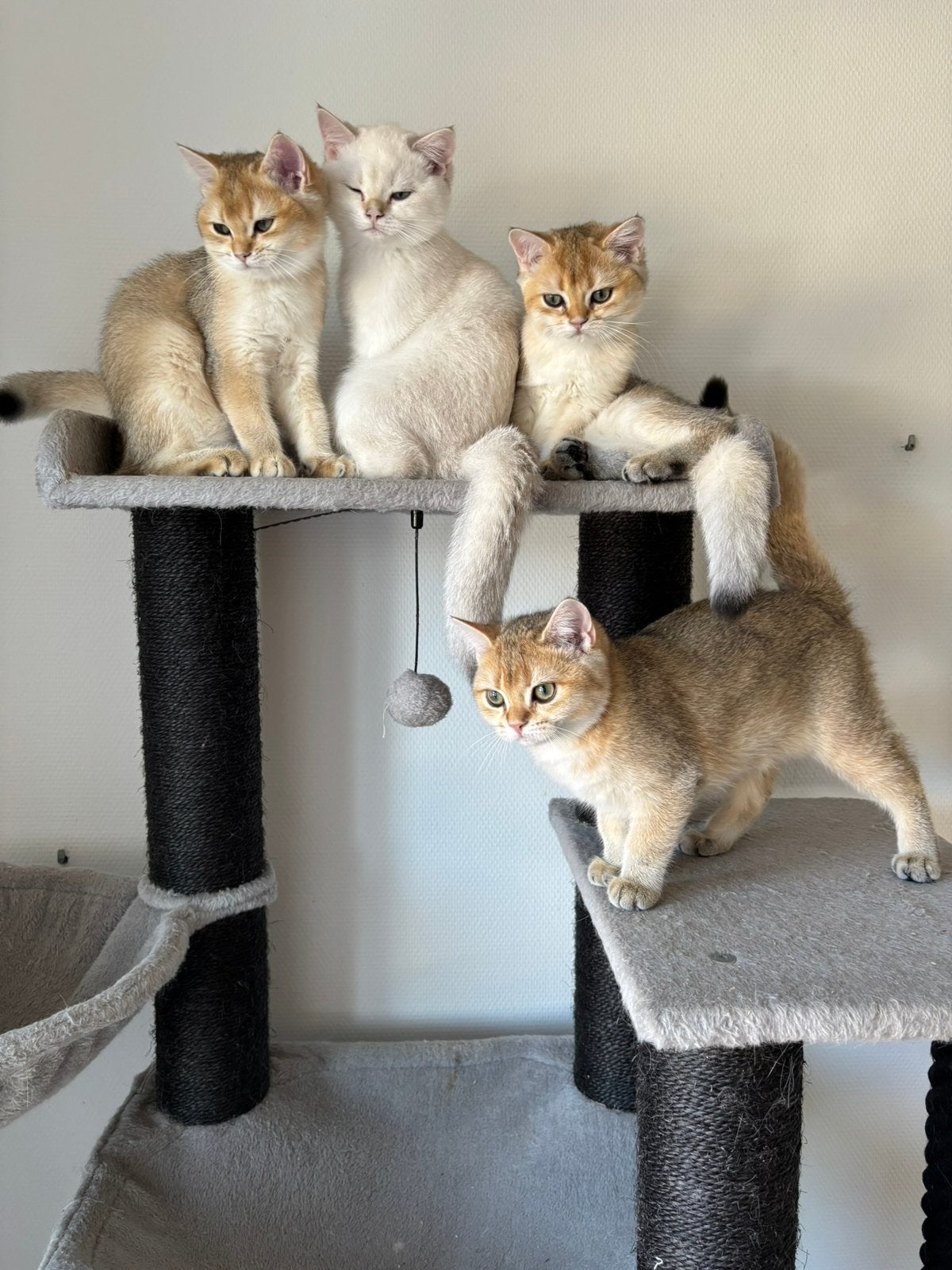 Brits Korthaar kittens met stamboom beschikbaar, Dieren en Toebehoren, Katten en Kittens | Raskatten | Korthaar, Meerdere dieren