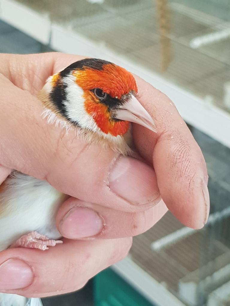 Mayoor putter man 2025 grote vogel, Dieren en Toebehoren, Vogels | Overige Vogels, Mannelijk, Wildzangvogel