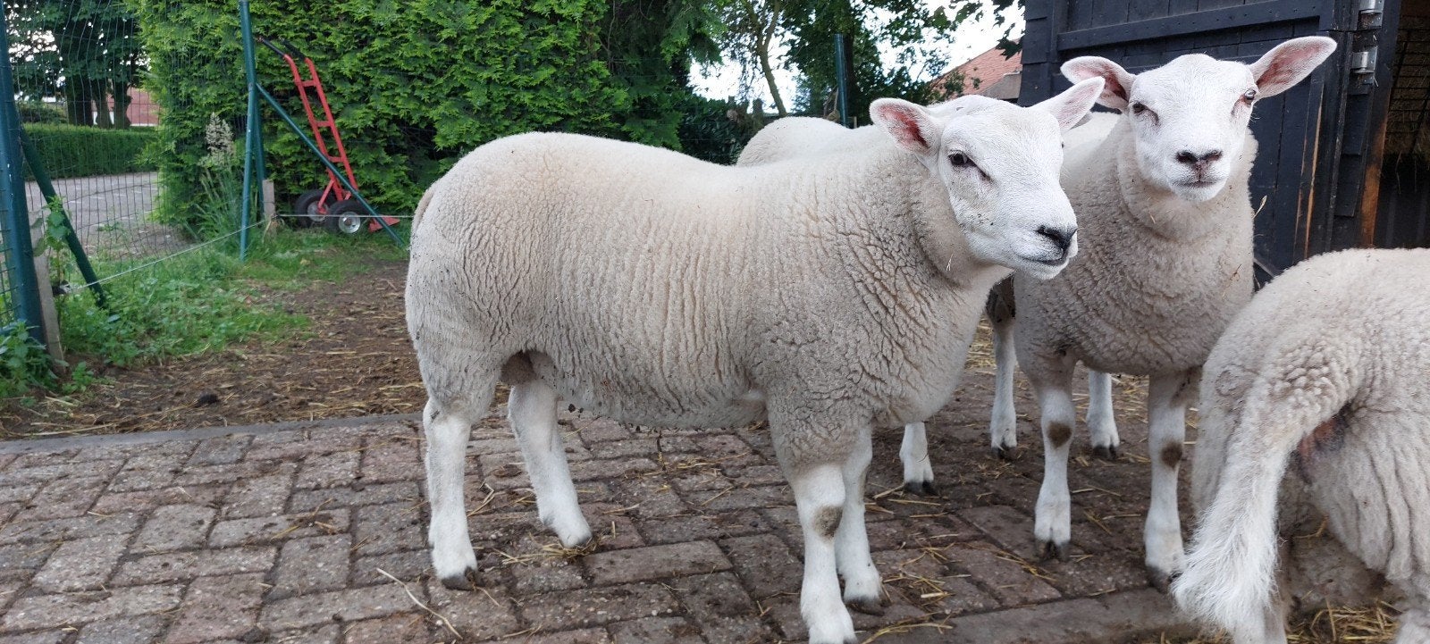 Luxe dekram, engelse texelaar, Mannelijk, Schaap, 0 tot 2 jaar