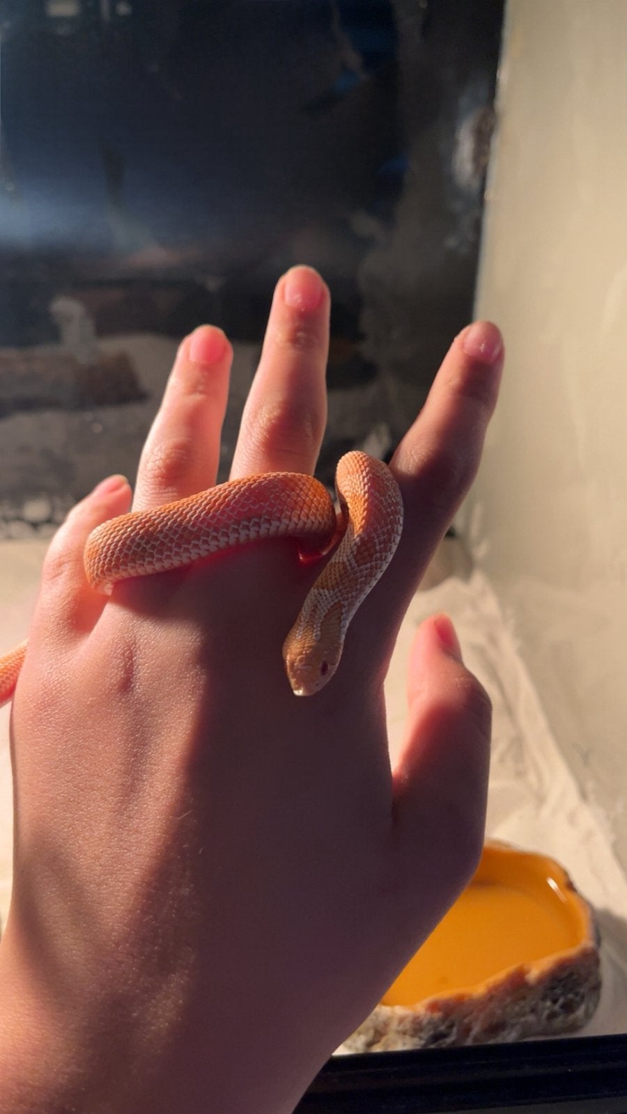 1.0 haakneus slang Hognose Snake - male for sale from Andre