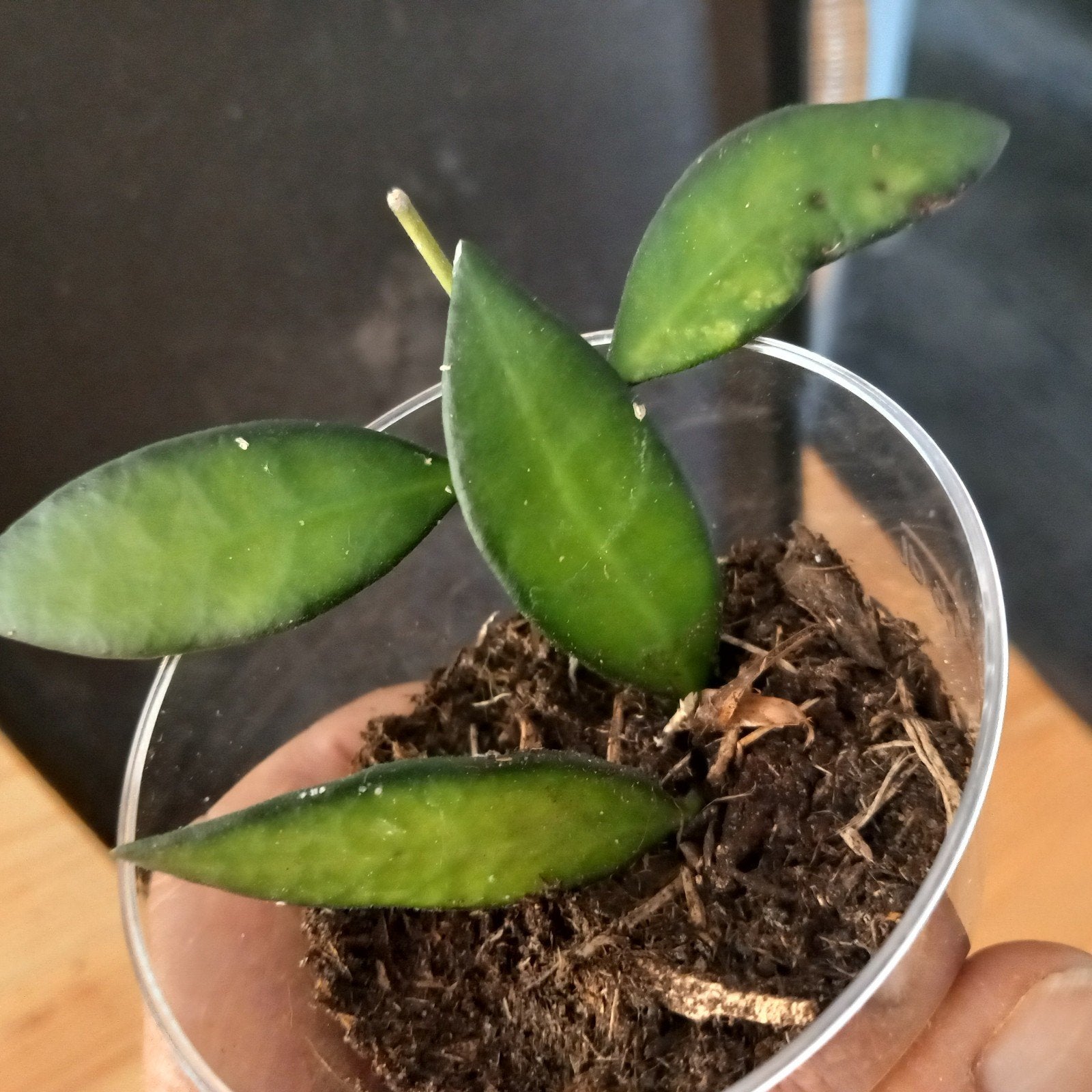 hoya rosita stek nr 97, Ophalen of Verzenden, Halfschaduw, Minder dan 100 cm