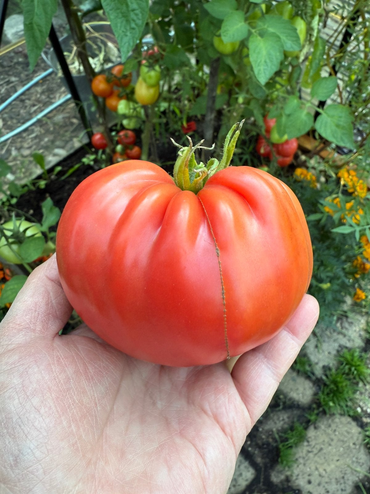 Bio zaden Coeur de Boeuf  / vleestomaat, Ophalen of Verzenden, Volle zon