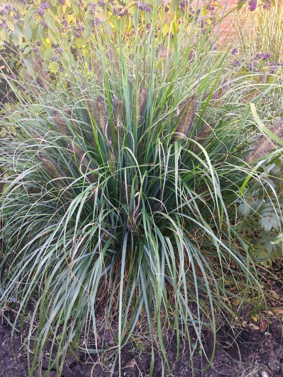 Lampenpoetsersgras (Pennisetum alopecuroides), Tuin en Terras, Ophalen, Volle zon, Vaste plant, Siergrassen