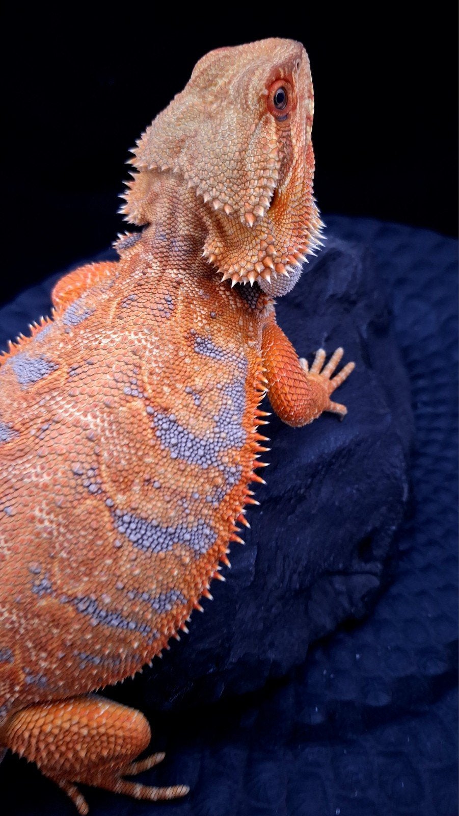 50% Red Monster Blue Tiger het. Hypo/Witblits Man Baardagaam Bearded Dragon - male for sale from Design Dragons