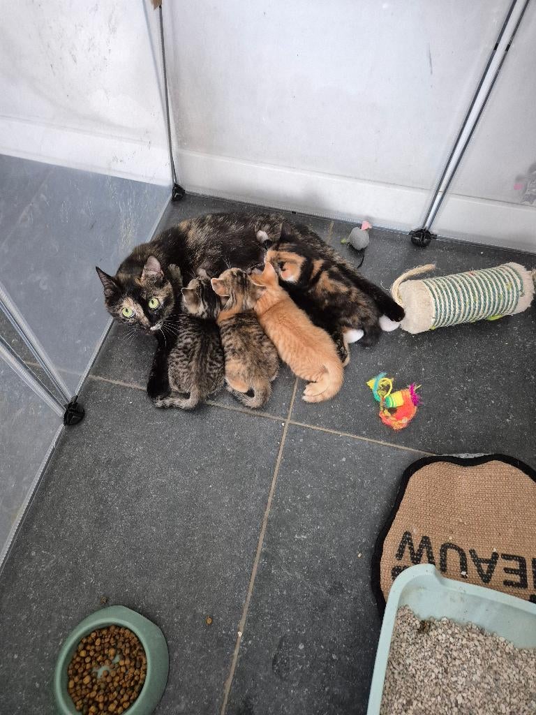 Leuke boerderij kittens te koop, Dieren en Toebehoren, Katten en Kittens | Overige Katten, Meerdere dieren, Kortharig, 0 tot 2 jaar