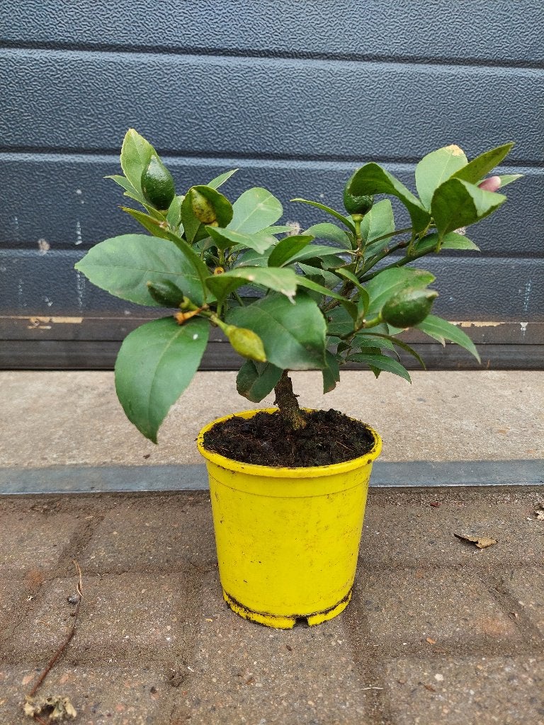 Citrus Aurantifolia 'Limequat' - Limequat H: 30 cm., Ophalen, Minder dan 100 cm, Volle zon, Citroenboom