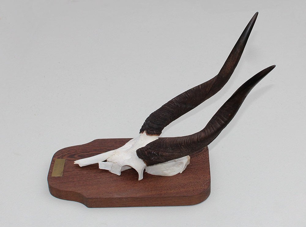 Schedel Afrikaanse BUSHBUCK / BOSBOK ANTILOPE - ref. A, Ophalen of Verzenden, Gebruikt, Wild dier, Schedel