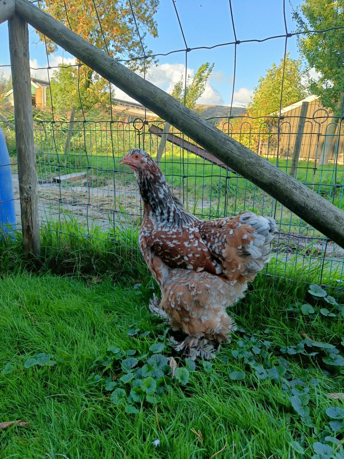 Brahma groothoender groep diverse kleuren, Dieren en Toebehoren, Meerdere dieren, Kip