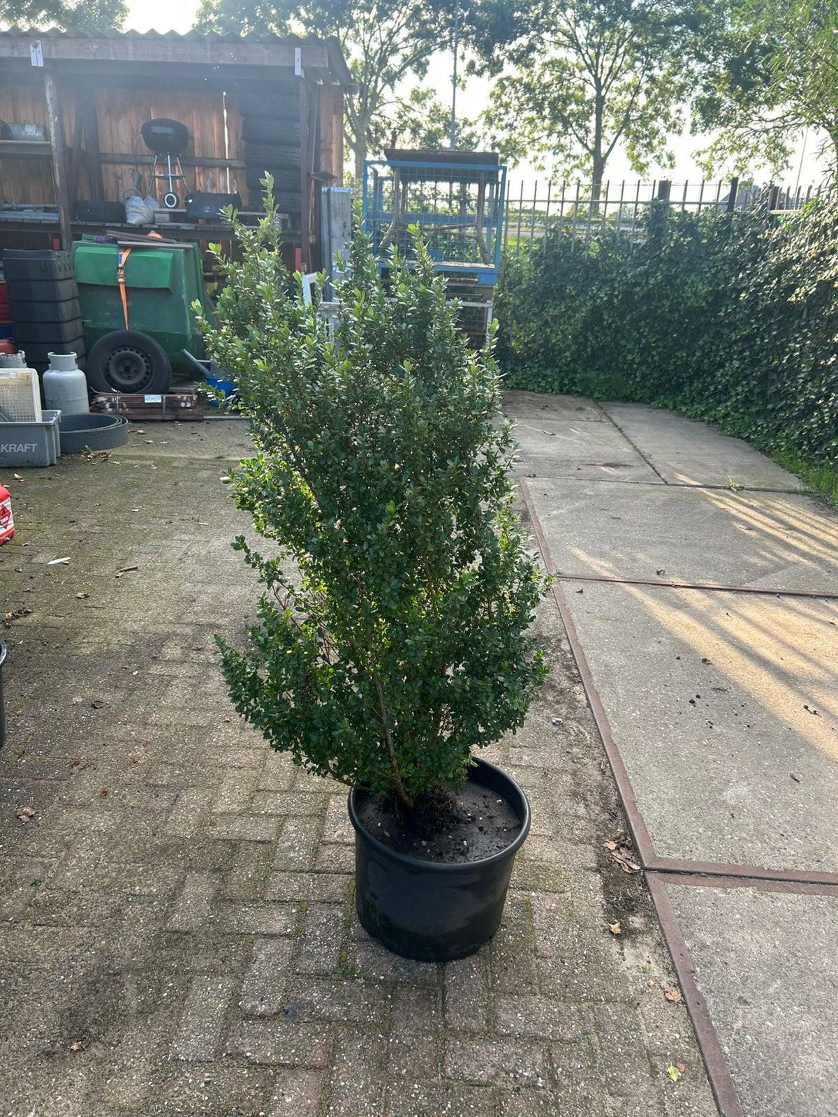 Ilex Crenata 100/125, Ophalen, Hulst, 100 tot 250 cm