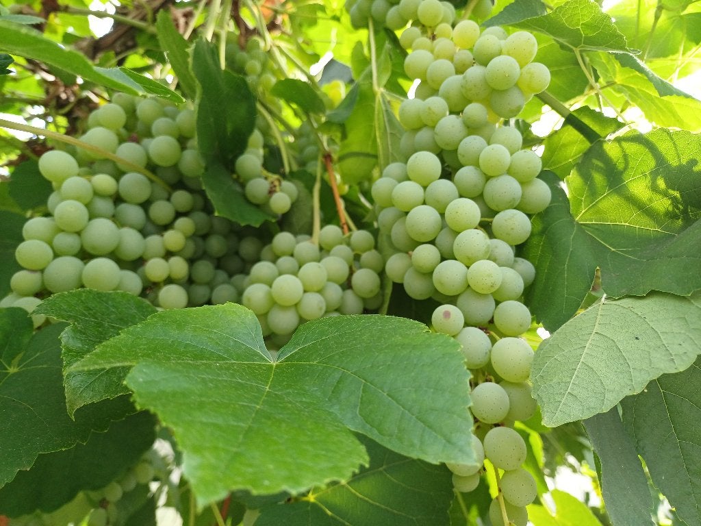 Druiven pitloos zoet, Tuin en Terras, Planten | Tuinplanten, Ophalen, Overige soorten, Volle zon
