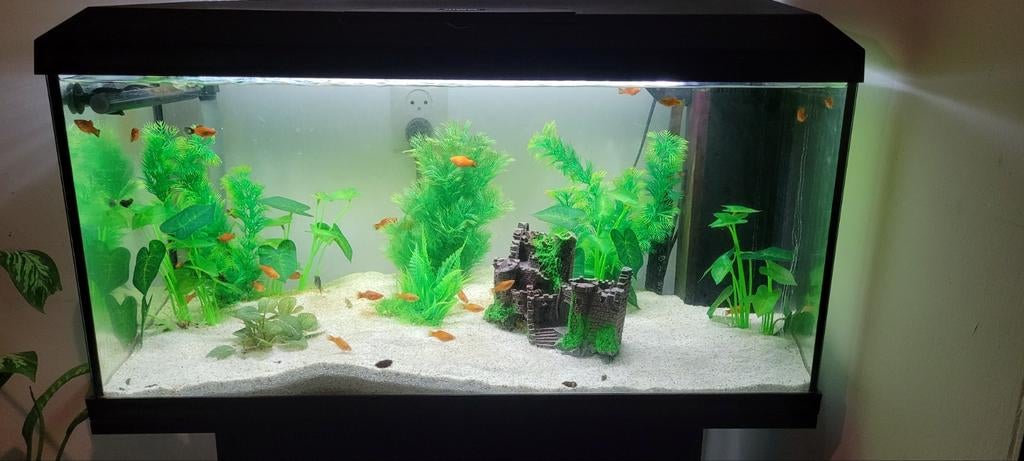 Platty's te koop, Dieren en Toebehoren, Vis