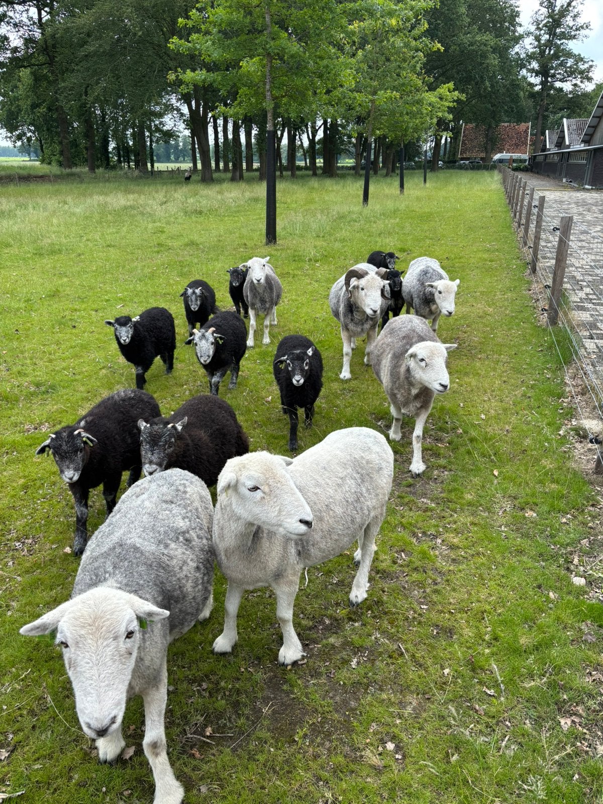 Herdwick lammeren te koop, Meerdere dieren, Schaap