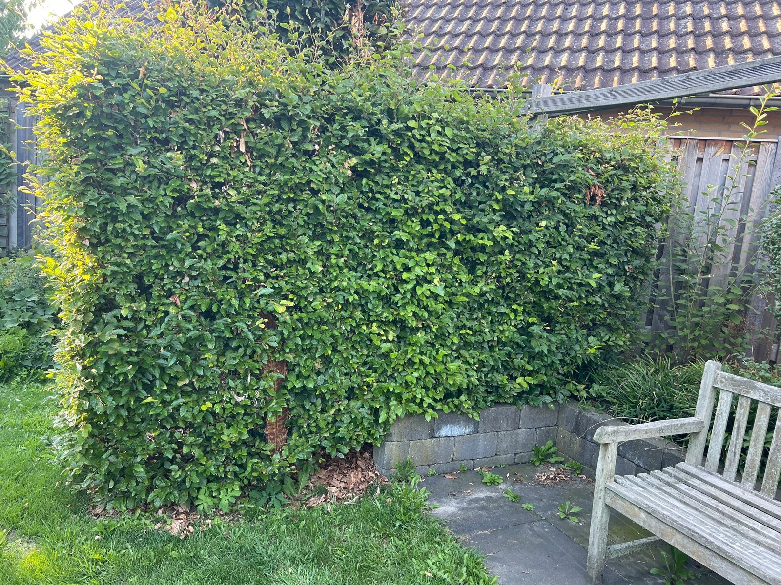 Beukenhaag 2 meter hoog, Tuin en Terras, Ophalen, Beukenhaag, Haag, 100 tot 250 cm