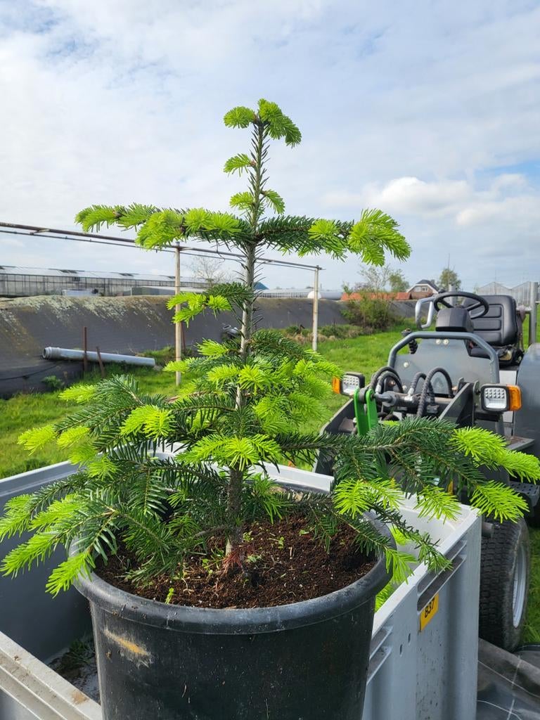 Nordmann, Tuin en Terras, Planten | Bomen, Bloeit niet, Overige soorten, Ophalen, Volle zon
