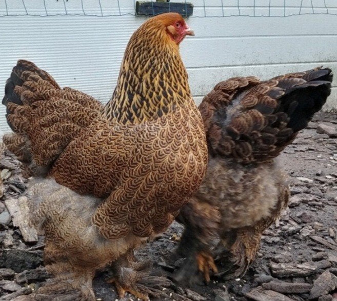 Te koop 3 mooie brahma's hennen, Dieren en Toebehoren, Meerdere dieren, Kip