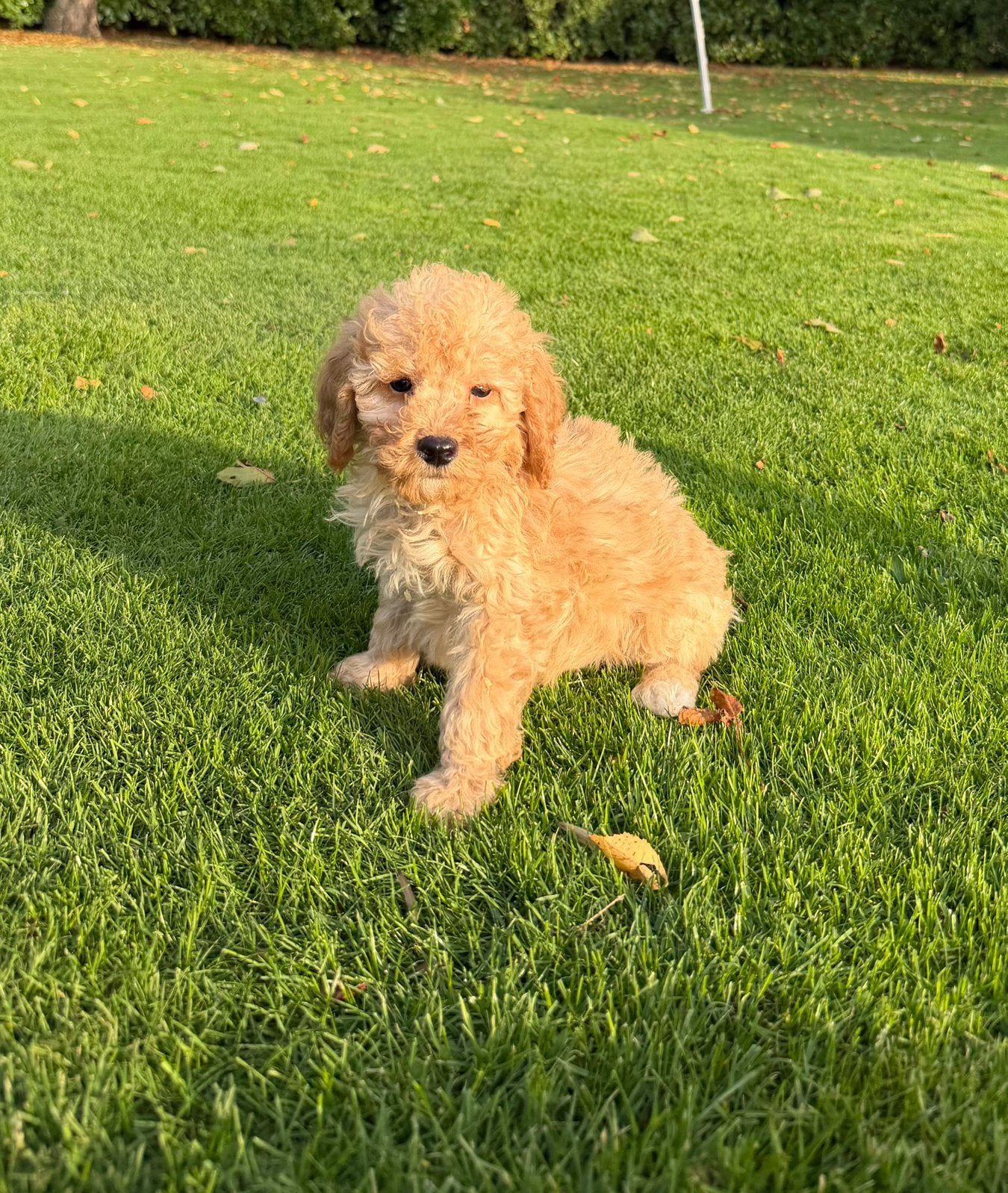Dwergpoedel x Labradoodle pups (reutjes), Poedel, Nederland, Reu, CDV (hondenziekte)