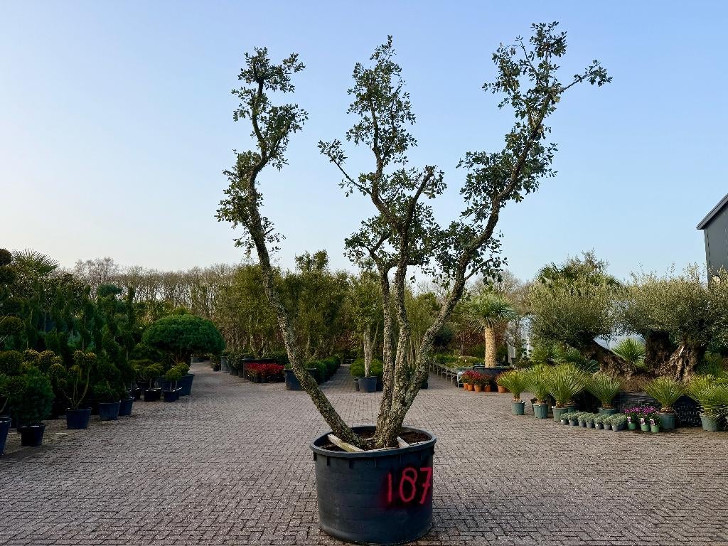 Exclusieve kurkeik - Quercus suber triple stam  nr 187, Tuin en Terras, Overige soorten, 250 tot 400 cm, Zomer, Ophalen