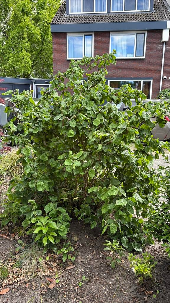 Hazelaar struik zelf eruit halen, Ophalen