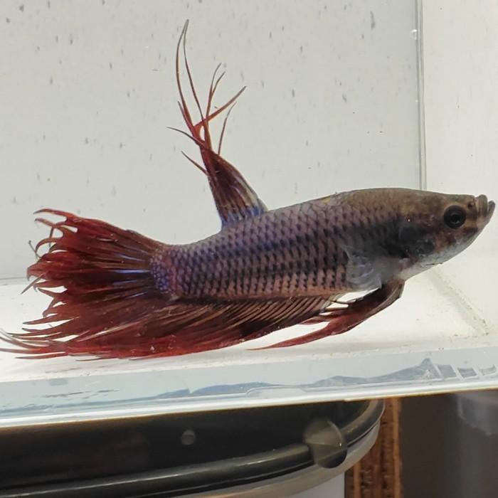 Betta splendens man 40, Dieren en Toebehoren, Vis