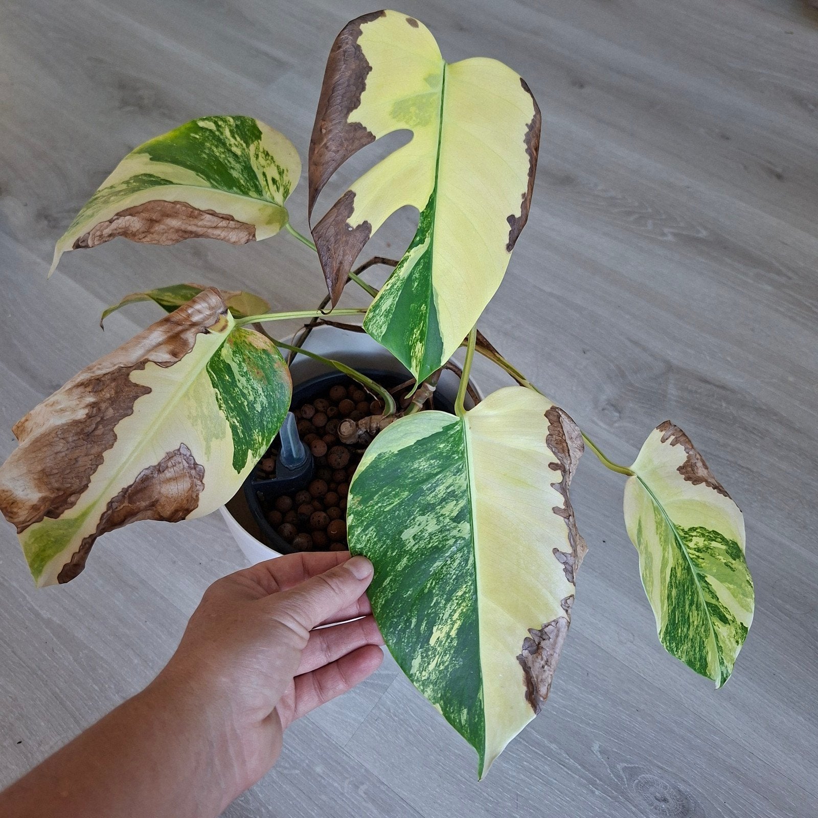 Monstera aurea variegata plant, Ophalen, Halfschaduw, Minder dan 100 cm