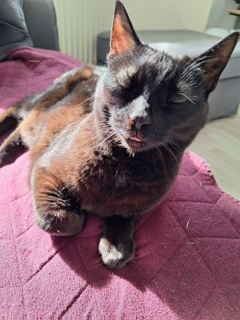 Aangeboden: Kattenoppas aan huis, Ophalen, Nieuw, Overig speelgoed