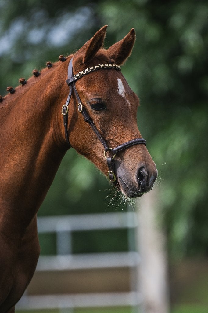 Zeer luxe  welsh merrieveulen (D-pony), Dieren en Toebehoren, Pony's, Merrie, Met stamboom, Dressuurpony, Niet van toepassing