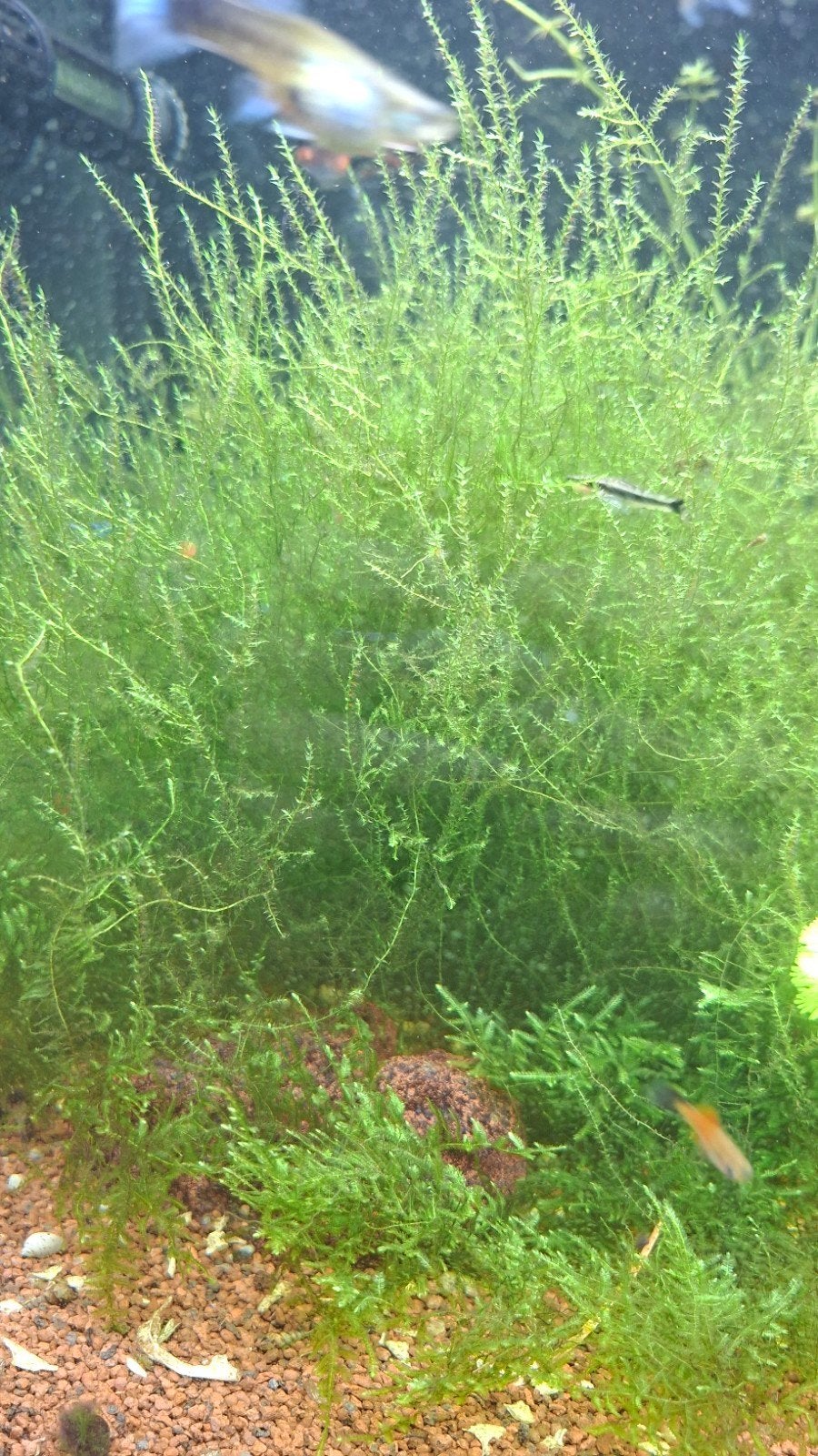 Stringy Moss – Leptodictyum riparium – €2,- per bakje, Dieren en Toebehoren, Ophalen, Nieuw, Plant(en), Steen of Hout