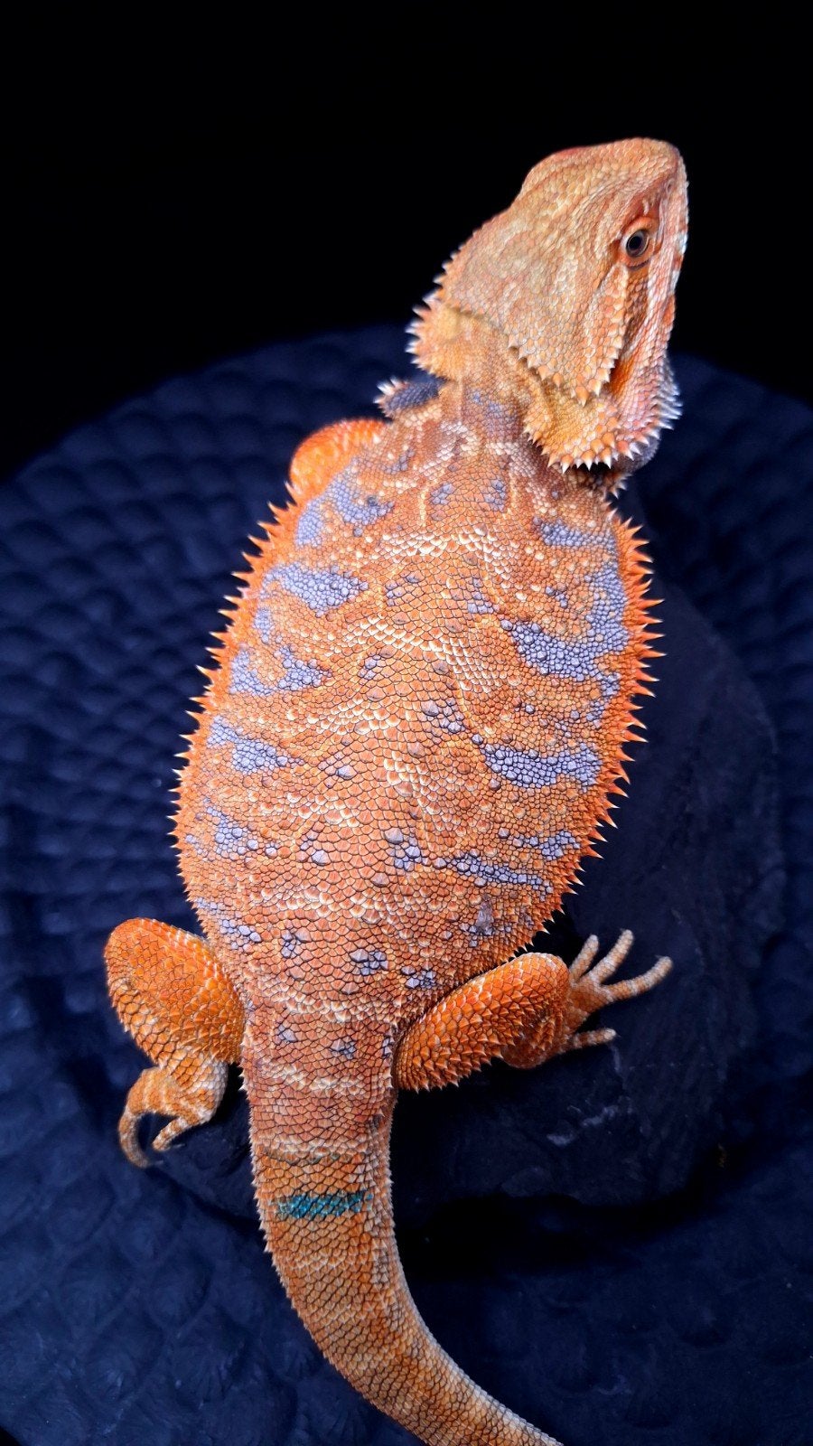 50% Red Monster Blue Tiger Triple het. Baardagaam (HOLDBACK), Hagedis, Tam, 0 tot 2 jaar