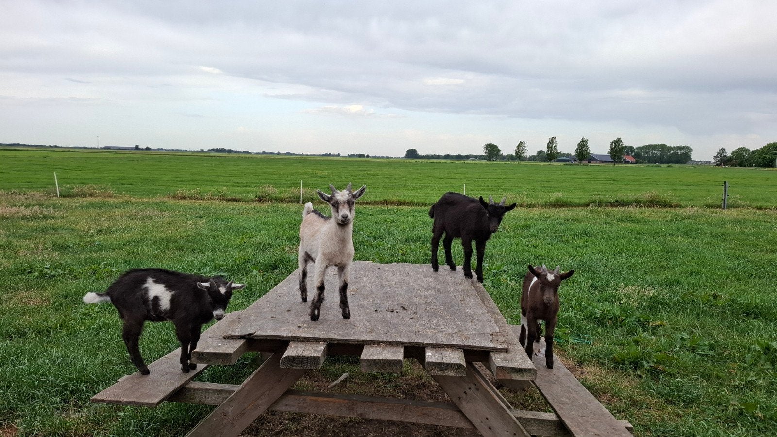 4 hele mooie bokjes, Dieren en Toebehoren, Mannelijk, Geit