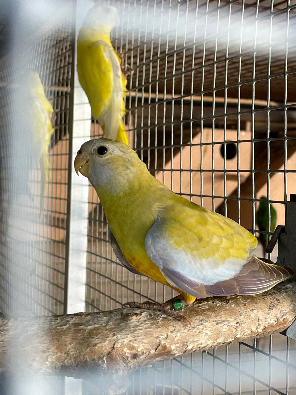 0-1 cinnamon Splendid., Dieren en Toebehoren, Vogels | Parkieten en Papegaaien, Vrouwelijk, Parkiet