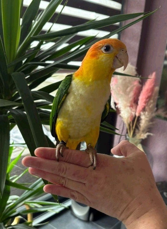 Prachtige goed gesocialiseerde roestkop caique’s 16 weken