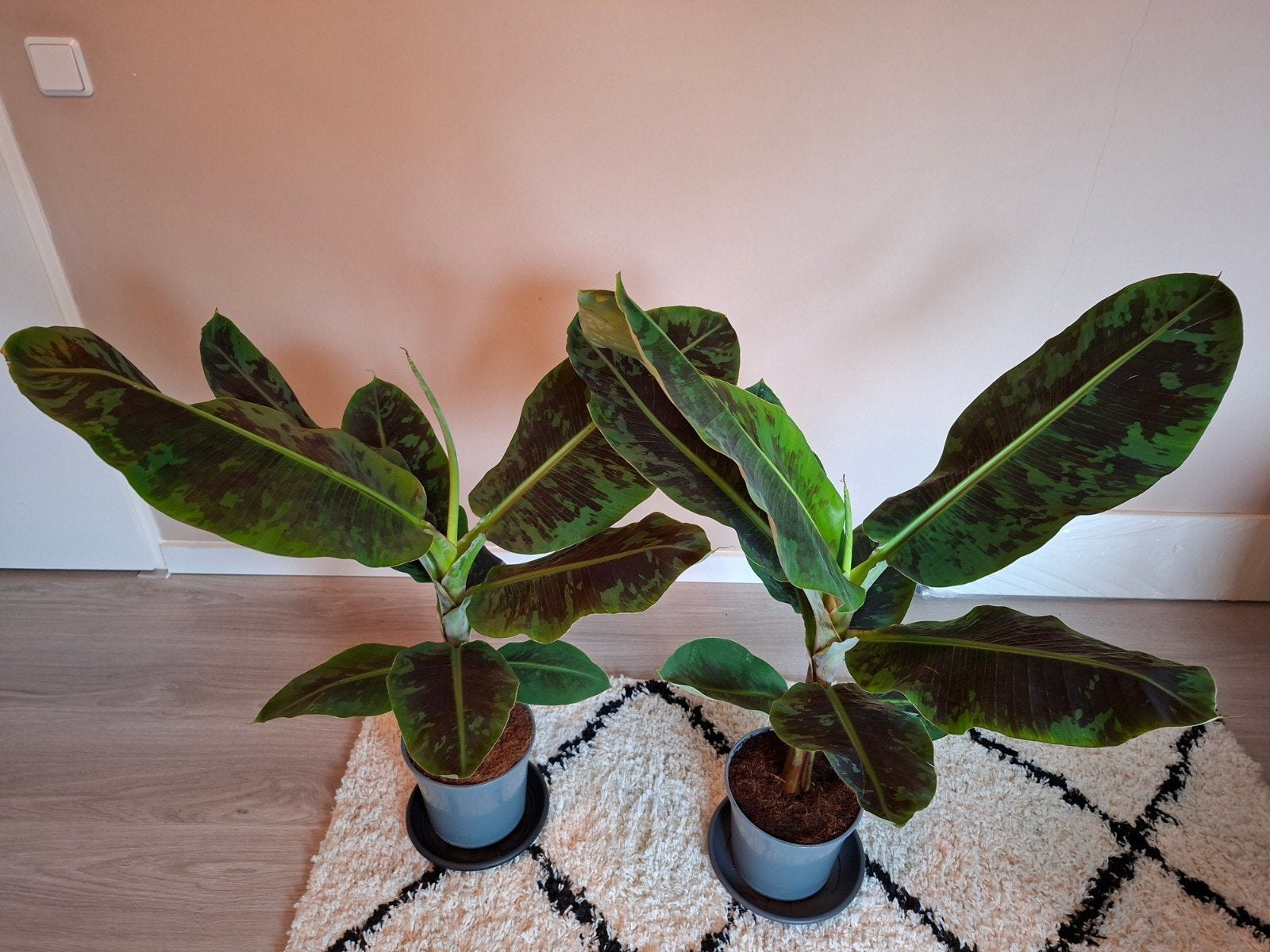 Prachtige groene kamerplanten bananenplanten (Musa acuminata, Palm, Minder dan 100 cm, Groene kamerplant, Halfschaduw