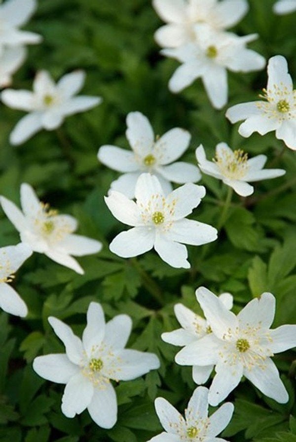 Uit de biologische moestuin: Witte Anemoon, zaden, Tuin en Terras, Ophalen of Verzenden, Voorjaar, Halfschaduw, Zaad