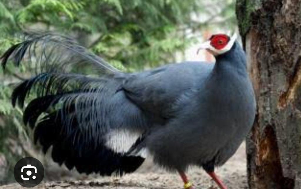 Te koop blauwe oor fazant haan, Dieren en Toebehoren, Mannelijk, Kip