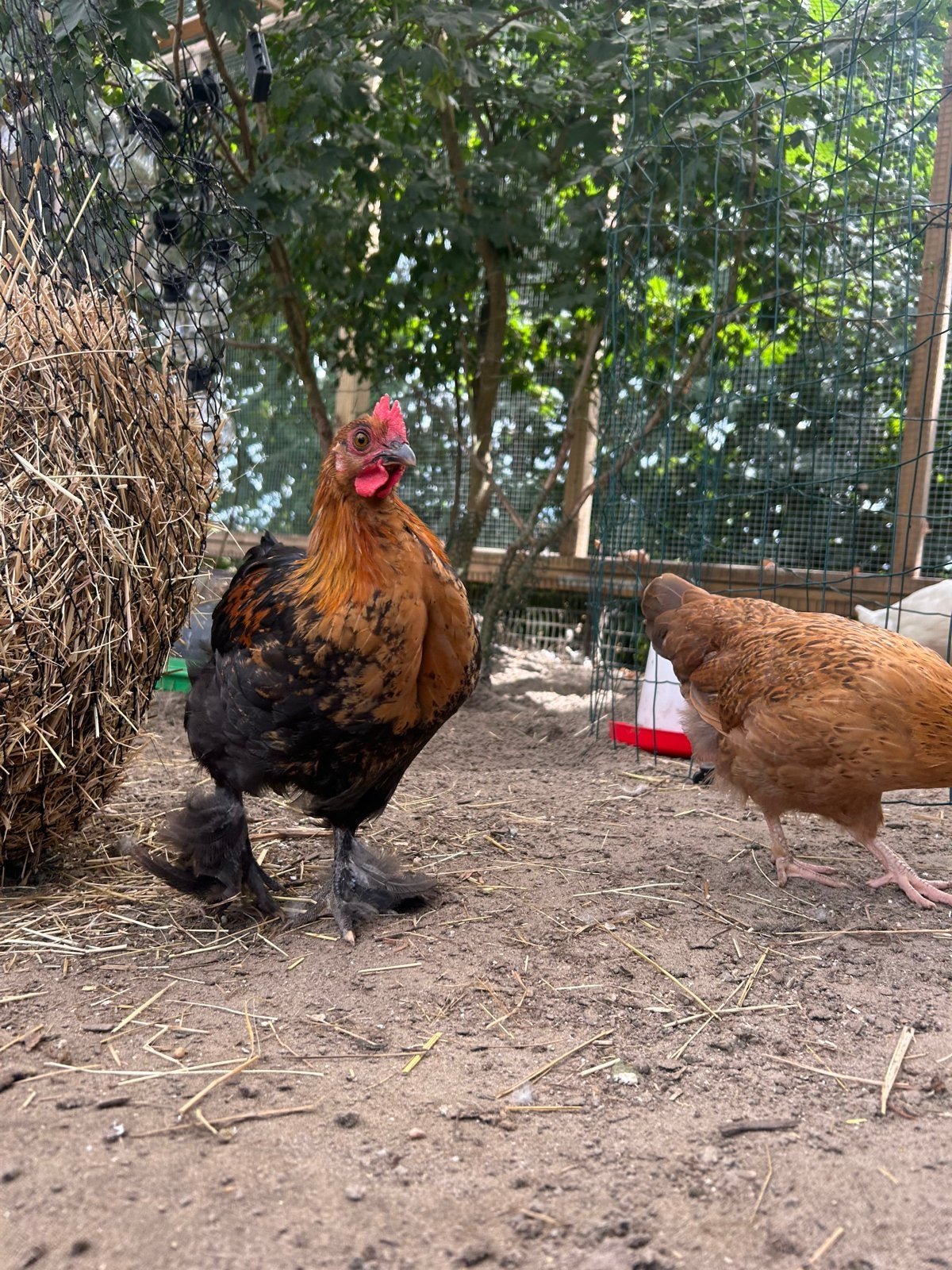 Haan oost friese meeuw / cochin, Mannelijk, Kip