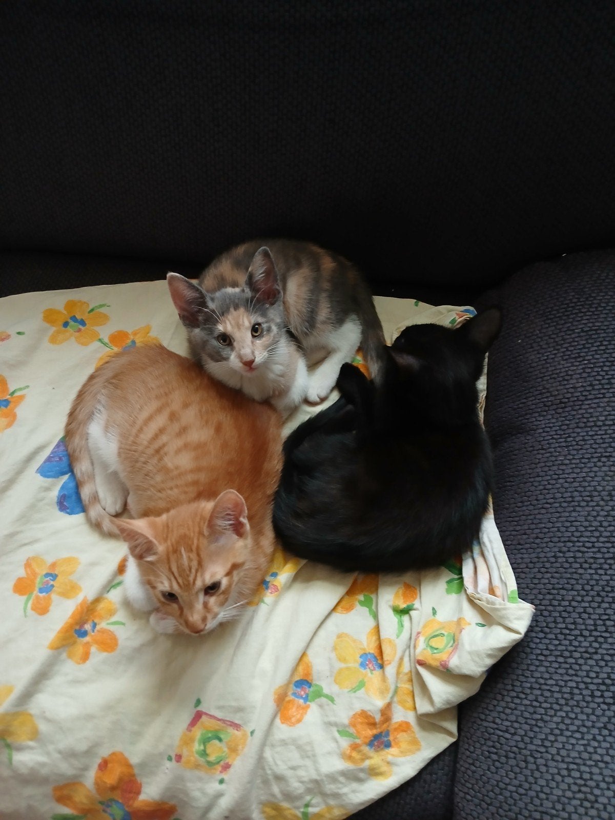 Kittens 9weken Lapjes kittens, Meerdere dieren, Kortharig, 0 tot 2 jaar