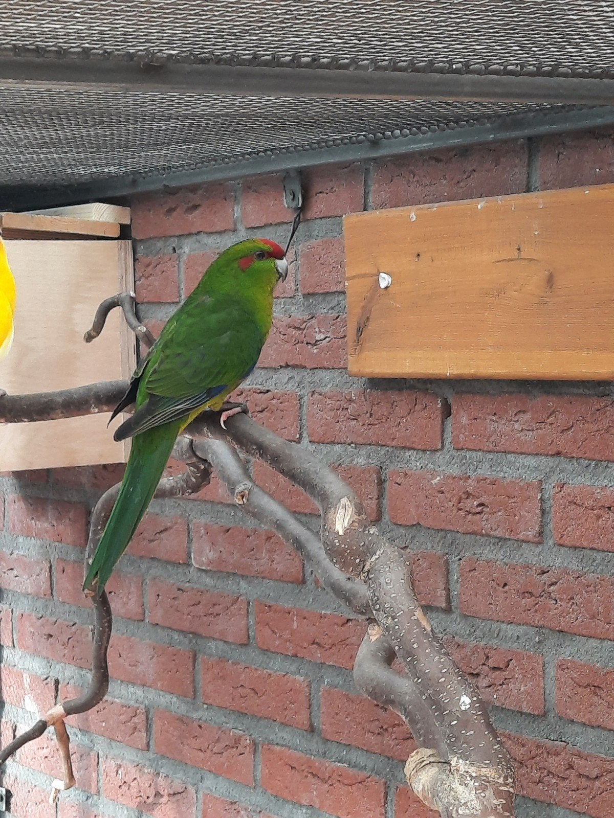 Kakariki man, Mannelijk, Parkiet, Geringd