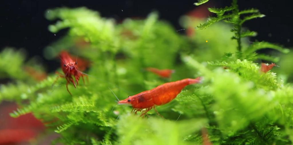 Neocaradina shrimp €1/1Indonesia DNA, Dieren en Toebehoren, Vissen | Aquariumvissen, Kreeft, Krab of Garnaal