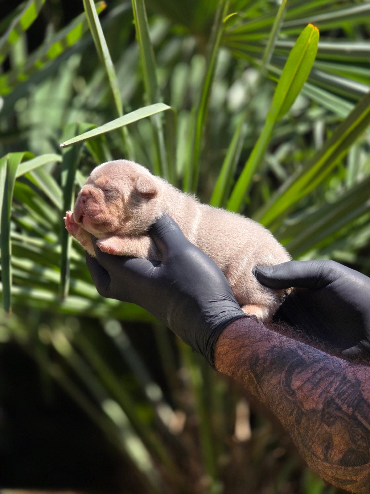 Franse bulldog pups (TOPdna!!!), België, Fokker | Hobbymatig, 8 tot 15 weken, Parvo