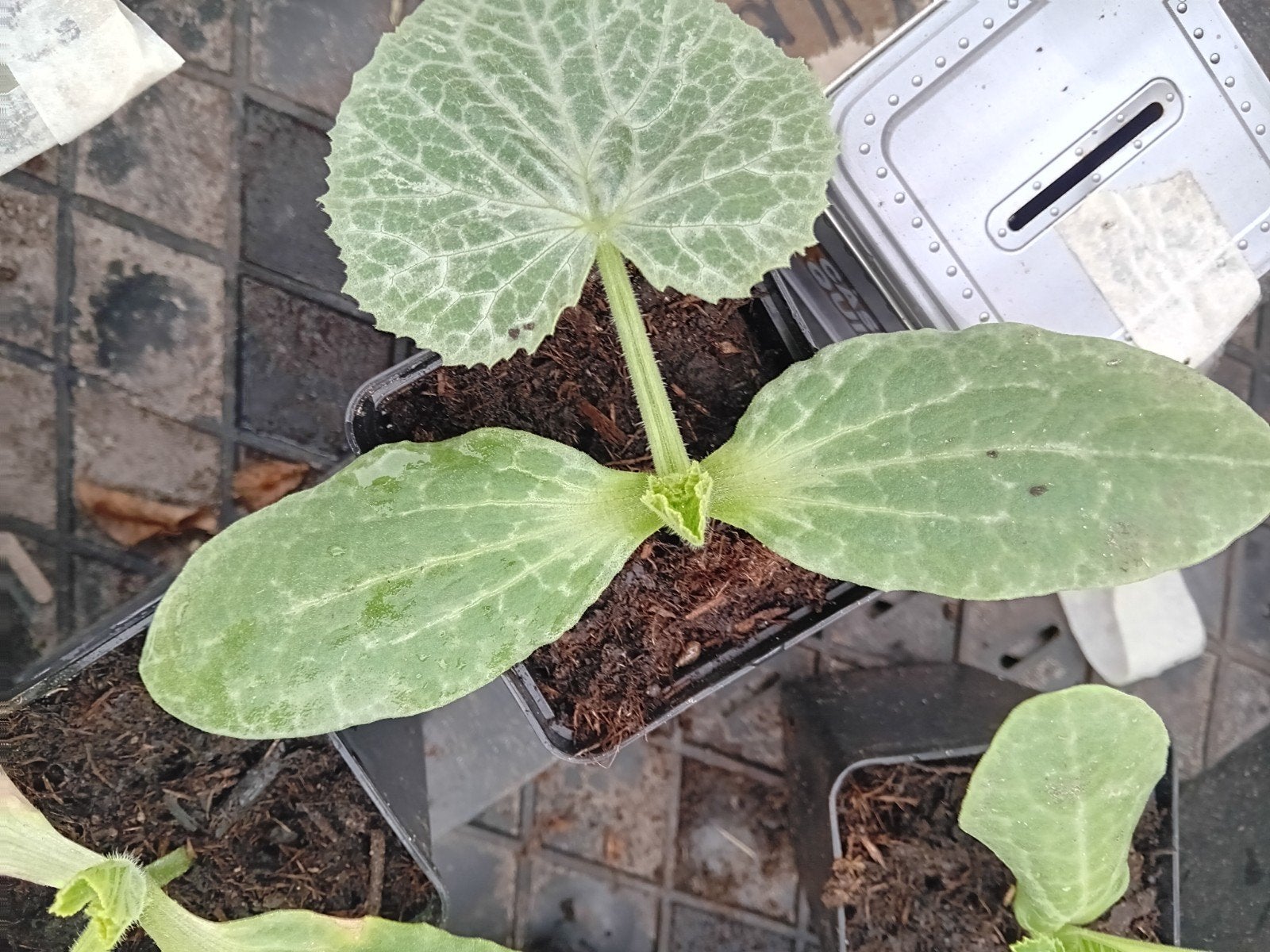 Bol Courgette Plantjes - Zomerse Oogst, Ophalen, Volle zon, Groenteplanten, Eenjarig
