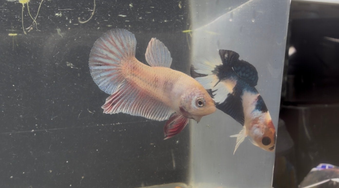 beautiful betta fish males, Dieren en Toebehoren