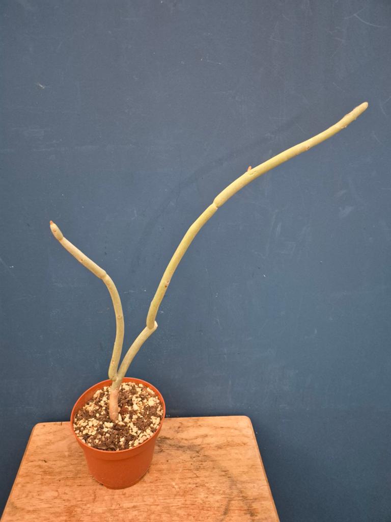 Euphorbia Lomelii p10, Ophalen of Verzenden, Halfschaduw, Minder dan 100 cm