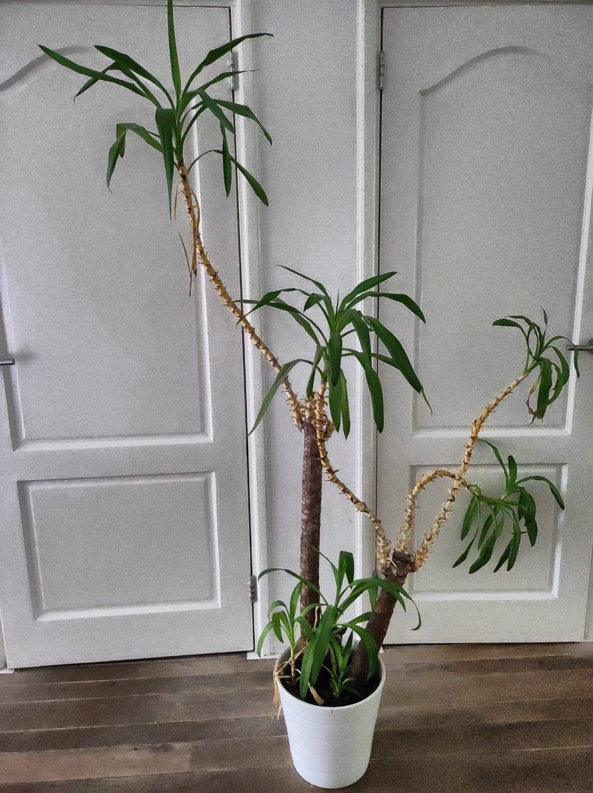Kamerplant, Ophalen, Halfschaduw, 150 tot 200 cm