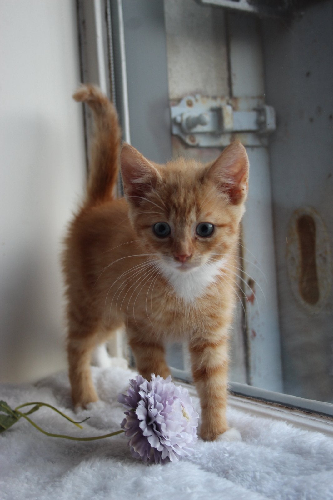 Super mooi rood gestreept katertje!, Dieren en Toebehoren, Katten en Kittens | Overige Katten, Kater, Kortharig, 0 tot 2 jaar