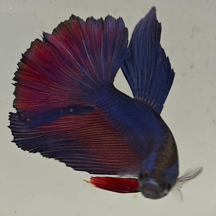 betta splendens man 15, Dieren en Toebehoren, Vis