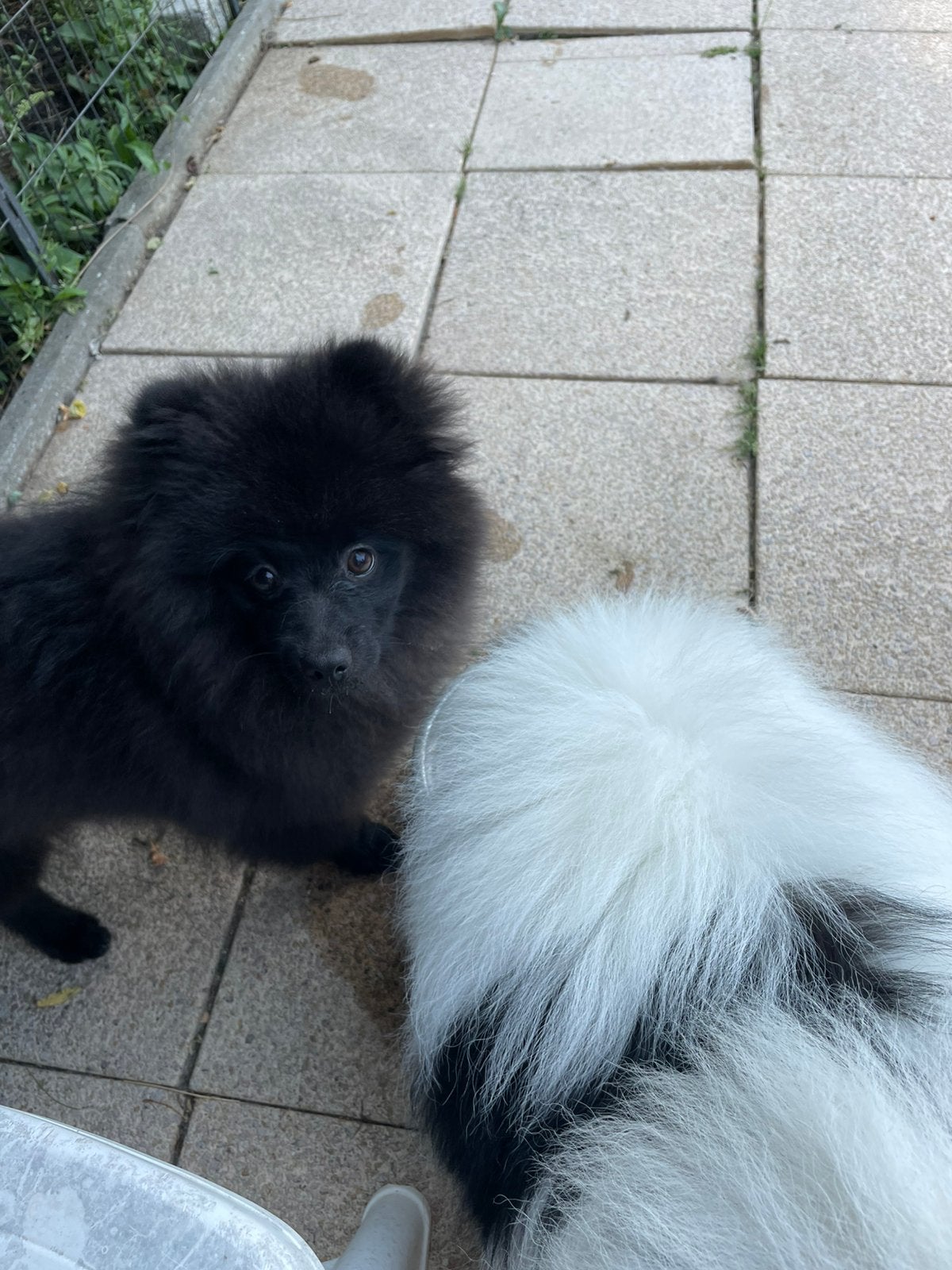 Nog 1 prachtige pomeriaan/dwergkees pup, reu.💙, Dieren en Toebehoren, 15 weken tot 1 jaar, Parvo, Eén hond, Nederland