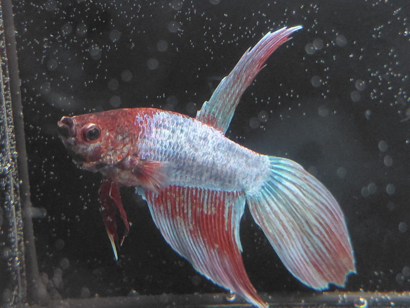Betta man veiltail, Vis