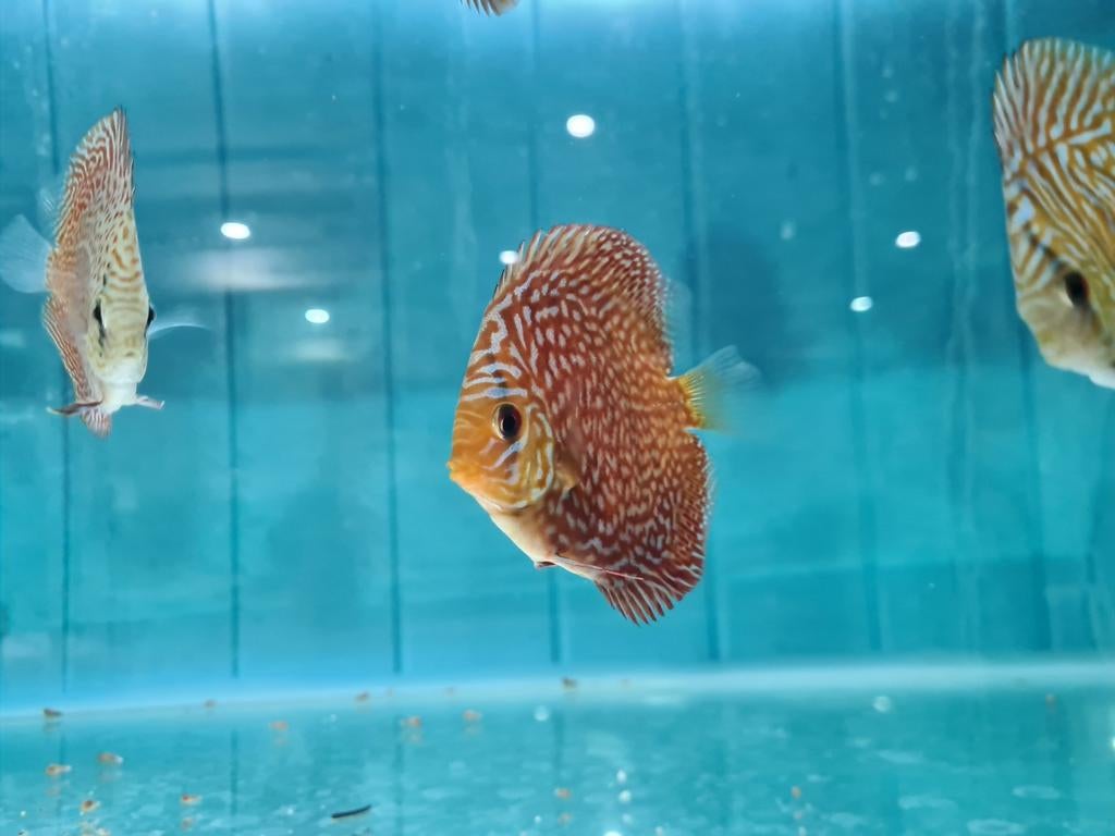 Galaxy Discus, Symphysodon Discus, Dieren en Toebehoren, Vis, Zoetwatervis