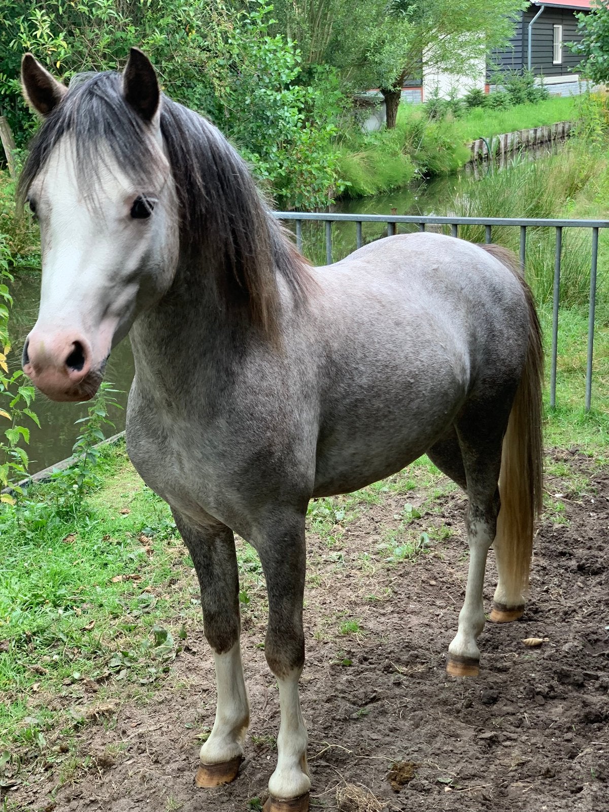 2 welsh A hengsten, Hengst, A pony (tot 1.17m), 0 tot 2 jaar